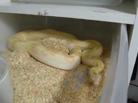 Ball Python Breeding Season 2013 with updates Part 2