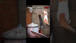 Perfectly Identical CATS 🐱😲 #shorts #edit #skulledit #cats #usa