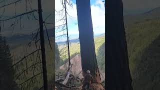 Watch as We Clear the Backlog of Tree Limbs Like a Pro! #shorts #satisfying 5