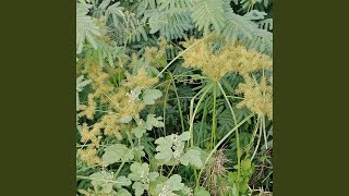 Download Lagu Harimau malaya MP3