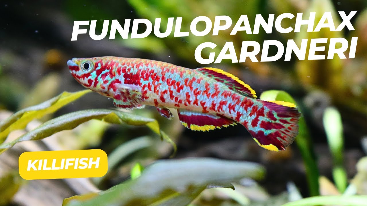 Fundulopanchax Gardneri killifish