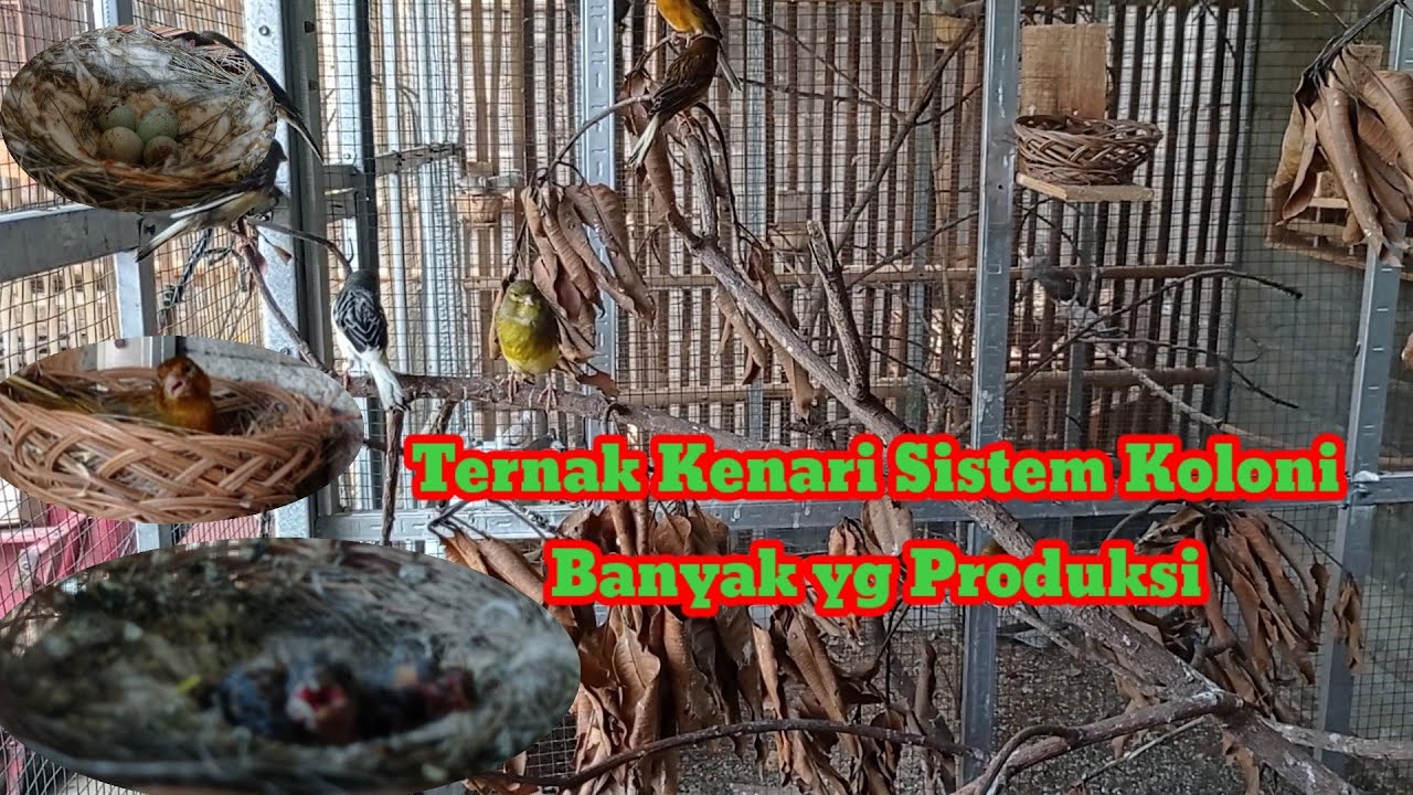 #49#Ternak Kenari Sistem Koloni Sangat Menguntungkan.