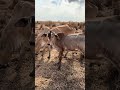 Bezerro Nelore que na eu escuro! #gado #fazenda