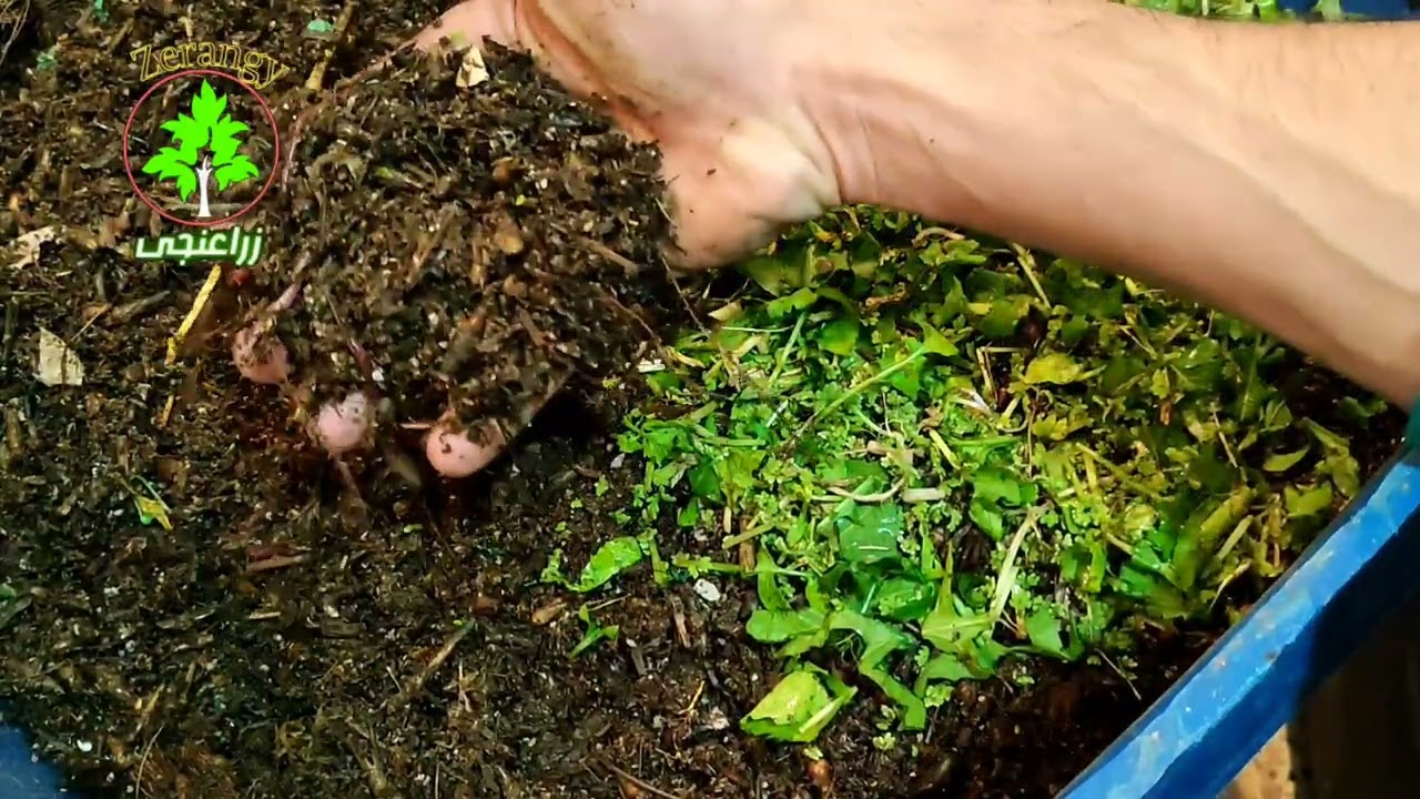 أداره مزرعة دود الكمبوست فى درجات الحرارة المنخفضة