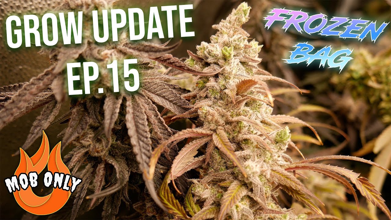 Grow Updated 15 - Frozen Bag FLUSH TIME