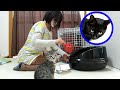 子猫と黒猫と過ごす雨の休日/ピーマンをがっつく子猫と天つゆをこぼすクロ