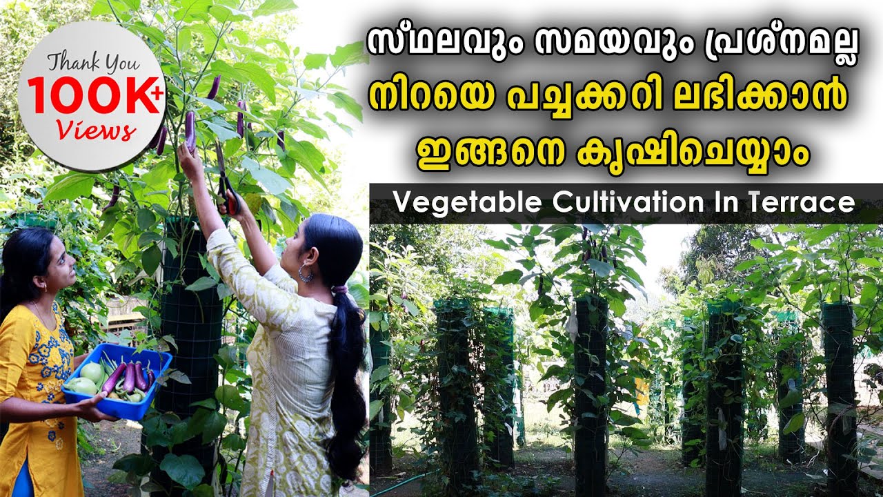 സ്ഥലവും സമയവും പ്രശ്നമല്ല നിറയെ പച്ചക്കറി ലഭിക്കാൻ ഇങ്ങനെ കൃഷിചെയ്യാം || Terrace Farming
