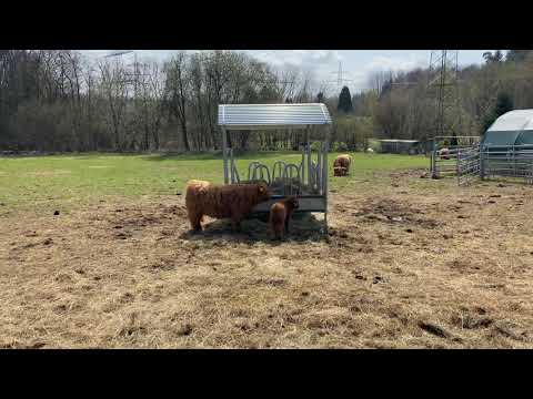 Bullchen Johnny & Halbschwester Ronie