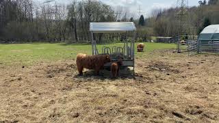 Bullchen Johnny Halbschwester Ronie