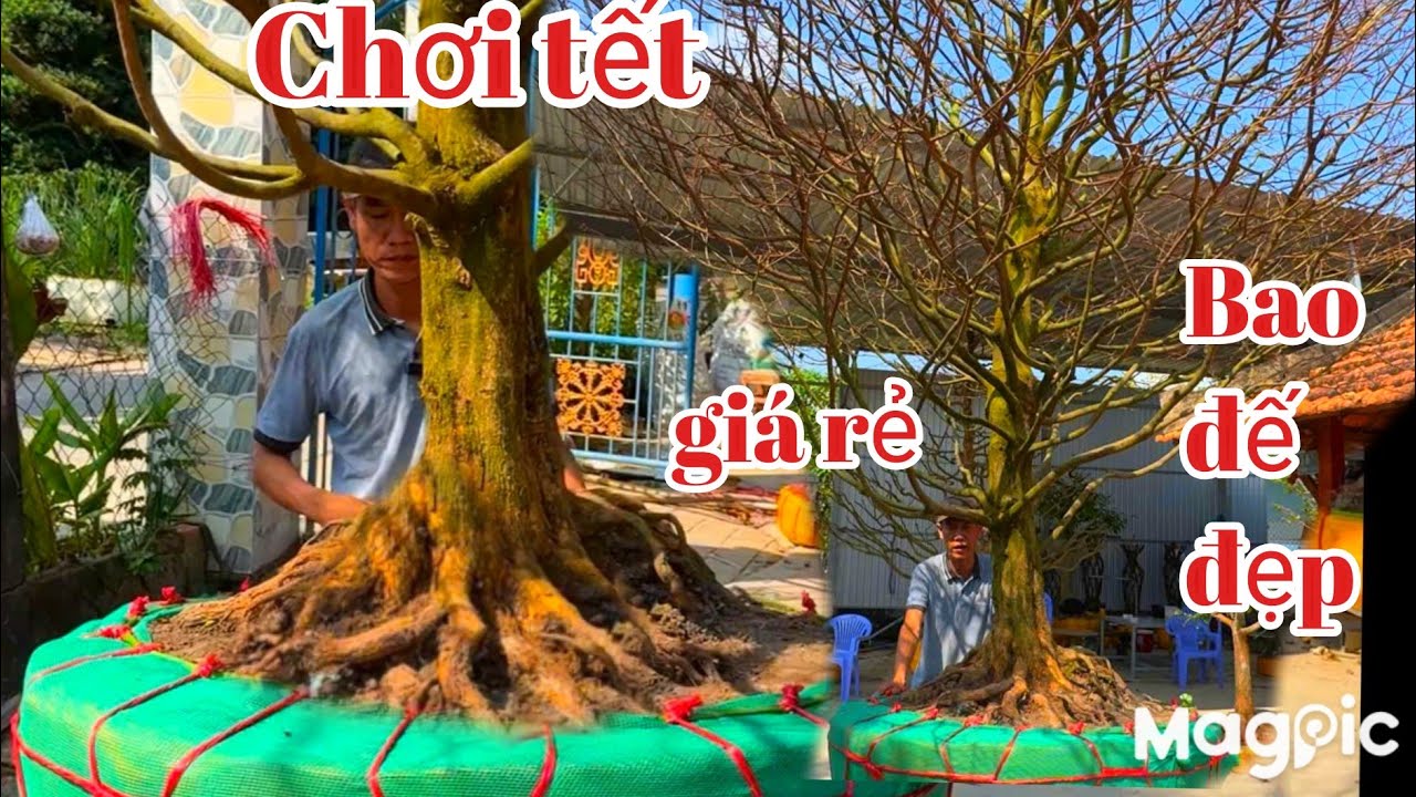 A Tùng 👉 Zalo 0933243550 Gl mai vàng chơi tết v phôi bonsai đại bao rẻ.