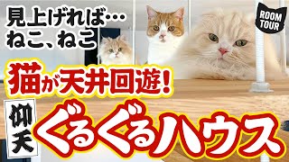 【猫とルームツアー】お部屋を回遊できるペット可賃貸物件CAT ROOM TOUR