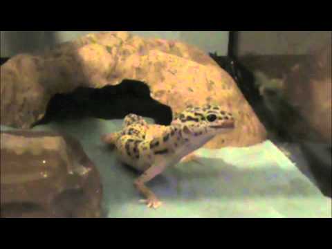 Force Feeding Leopard Gecko Baby Food Force Feeding Leopard Gecko Baby Food