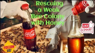 ✔️🐝Rescuing a Weak Bee Colony with Honey