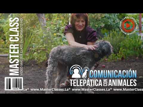 Comunicación Telepática Con Animales   Comunícate sin usar palabras