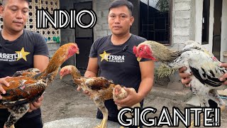 COLLECTOR NG MGA HIGANTENG MANOK!