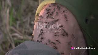 The Mosquito Menace: Unraveling the Secrets of Nature's Tiny Terrors