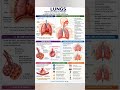 Human Lungs Explained 🫁 | Respiratory System &amp; Breathing Process Biology #Lungs #Human #lungcapacity