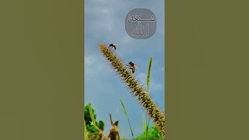 #ايات_قرآنيه #قرآن القارئ مختار الحاج