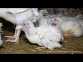 Cruelty at McDonald's Chicken Supplier Moy Park