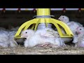 Cruelty at McDonald's Chicken Supplier Moy Park