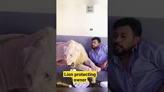 Lion protecting owner!!!