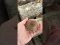 Shiitake Mushroom Logs in the Fall