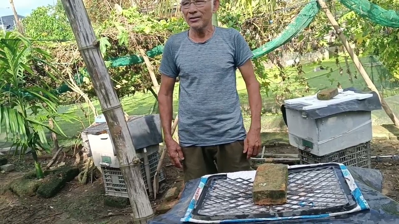 Chú Sang ba năm từ 1 đàn lên100 đàn nuôi toàn bộ thùng sốp