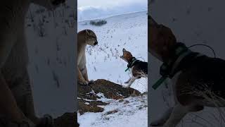 that’s a BIG lion… but the dogs were not backing down! #hunting  #lions #dogs #hunter #outdoors #fyp