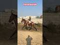 Lucknow Race 2026🌺 #horse #sindhi #indiansindhi #sindhiradhno #horseshorts #horsetrack #racing