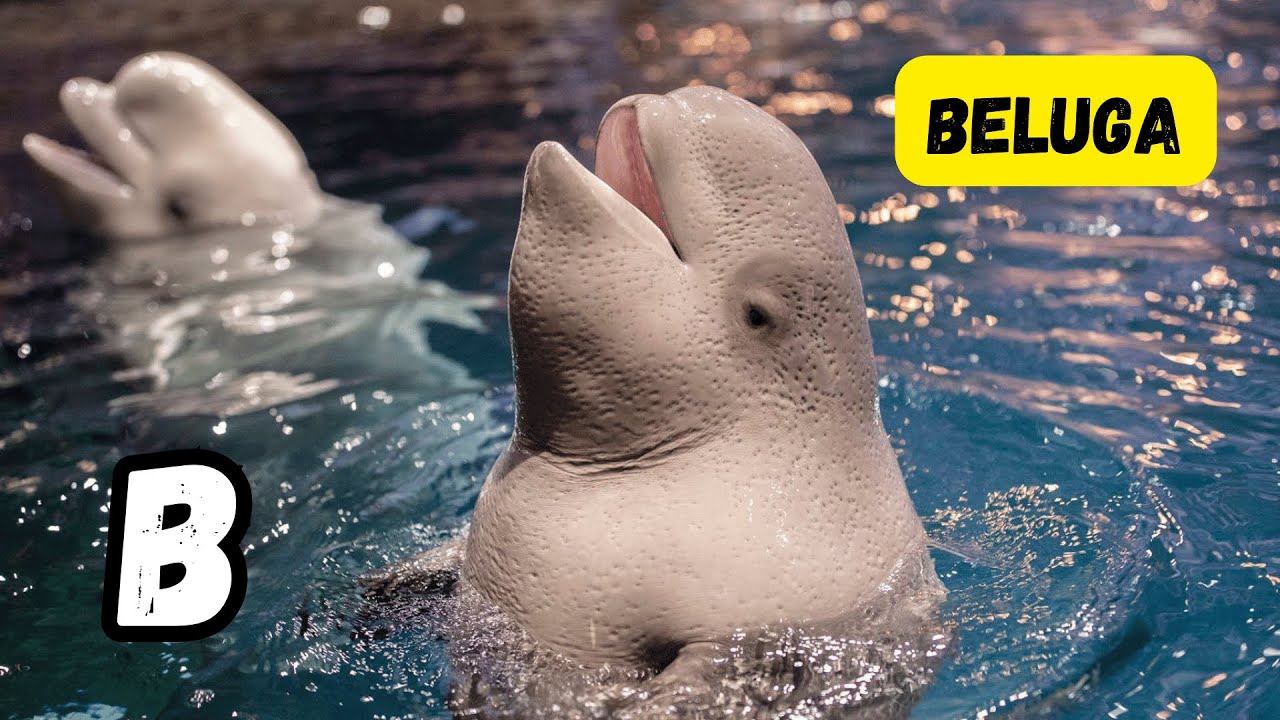 Splashing Melodies || Sea Animals Song Collection for Kids || A Musical Journey 