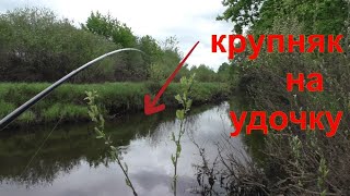 КРУПНЯК на удочку! Всей компашкой НА РЫБАЛКУ!