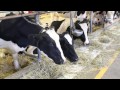 Feature Animal - Holstein Cow