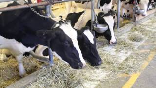 Feature Animal - Holstein Cow
