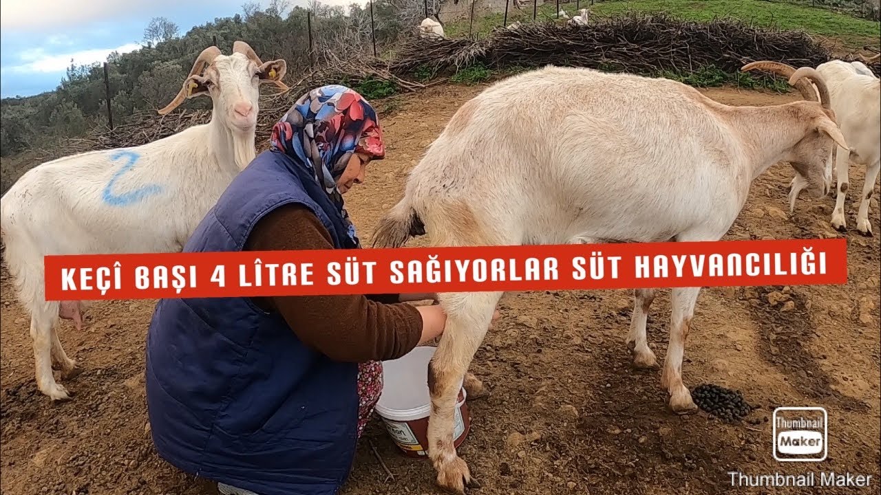 sut kecileri 4 kg sute garanti veriyor 14 keci 58 litre sut satilik keciler youtube