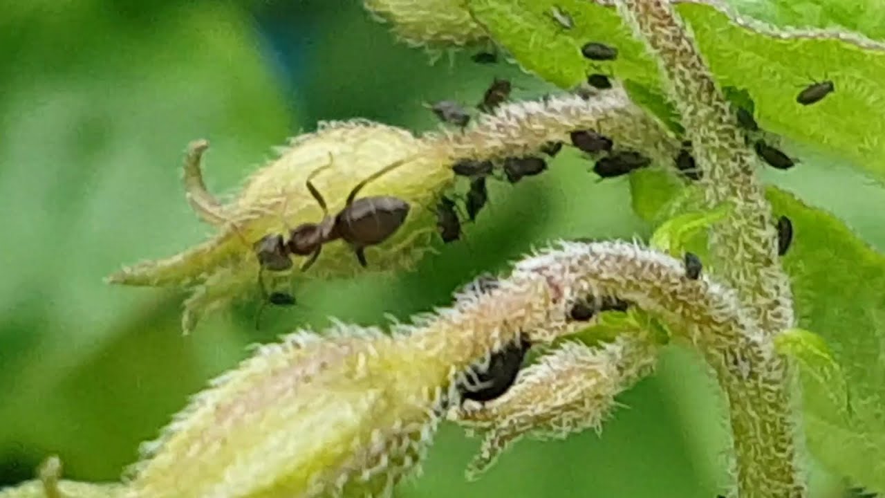 Ants Protecting Aphids on Potato Flower YouTube