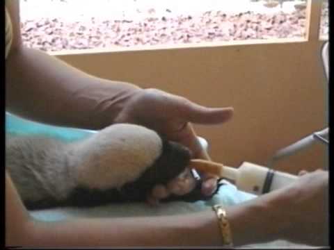 Afrique Tchad Scoop Honey badger mellivora comment élever Afrique Tchad Scoop Honey badger mellivora comment élever