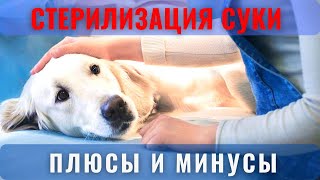 🐕📝🐾 Стерилизация суки: плюсы и минусы