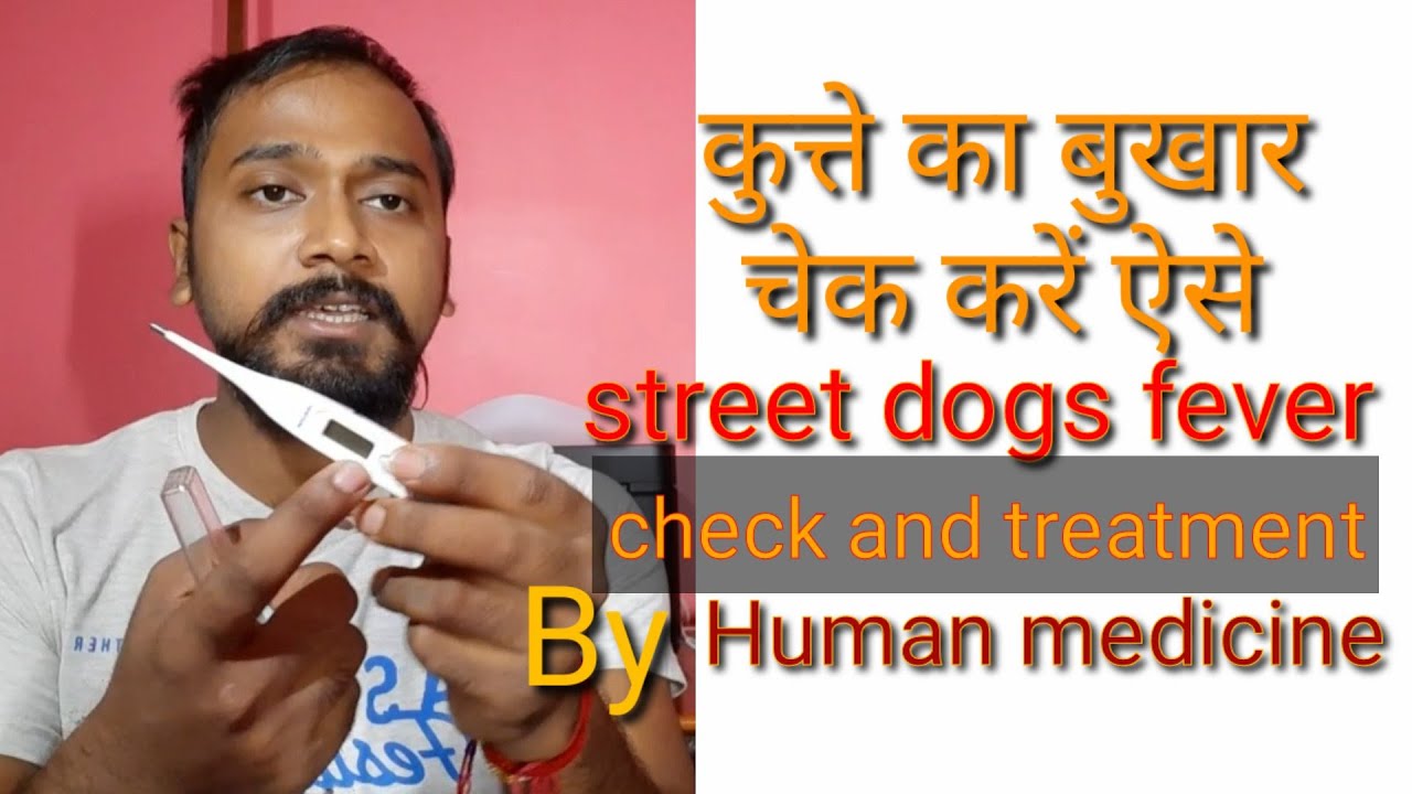 DOG FEVER TREATMENT// by human medicine // Dog thermometer // pet