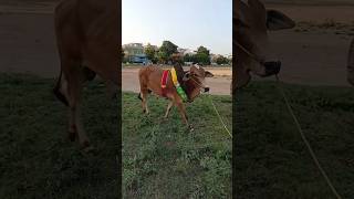 Beautiful Walk Of Bull