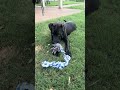 Shade~adopted! video