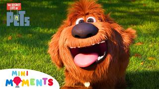 Duke as a Puppy! 🐶 | The Secret Life Of Pets | Mini Moments