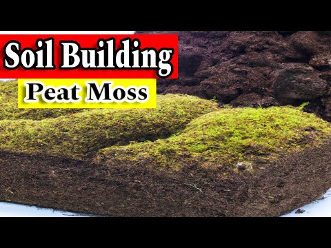 Everything You Need to Know About Sphagnum Peat Moss