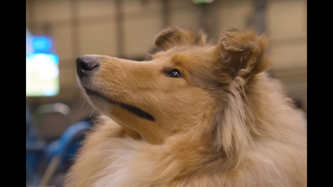 Why Pedigree Dogs Are So Expensive | So Expensive