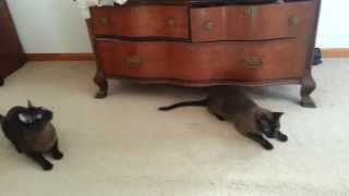 Introducing Prancer and Dancer, Tonkinese twins by johansonCats 323 views 9 years ago 3 minutes, 56 seconds