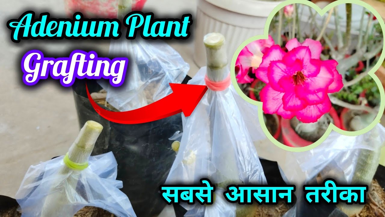 Adenium पौधे में Grafting करने का आसान तारीख बिना पैसे खर्च किए / Adenium Plant Grafting Easy Method