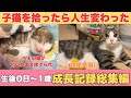 生まれたての子猫を拾ったら人生変わった【生後0日〜1歳成長記録総集編】