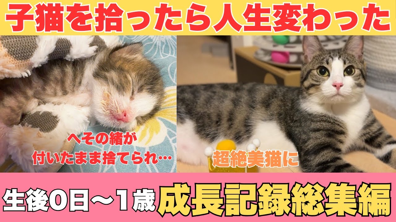 生まれたての子猫を拾ったら人生変わった【生後0日〜1歳成長記録総集編】