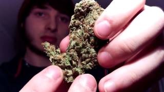 M.O.B. strain review