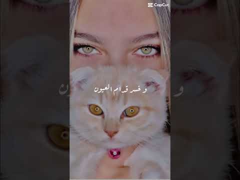 عيونه ا قصة وأنا أكبر شاعر مظلوم