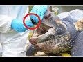 12 MOST Dangerous Turtles Ever